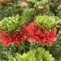 Bulbi de Ranunculus - Crown Bastille - 5 buc
