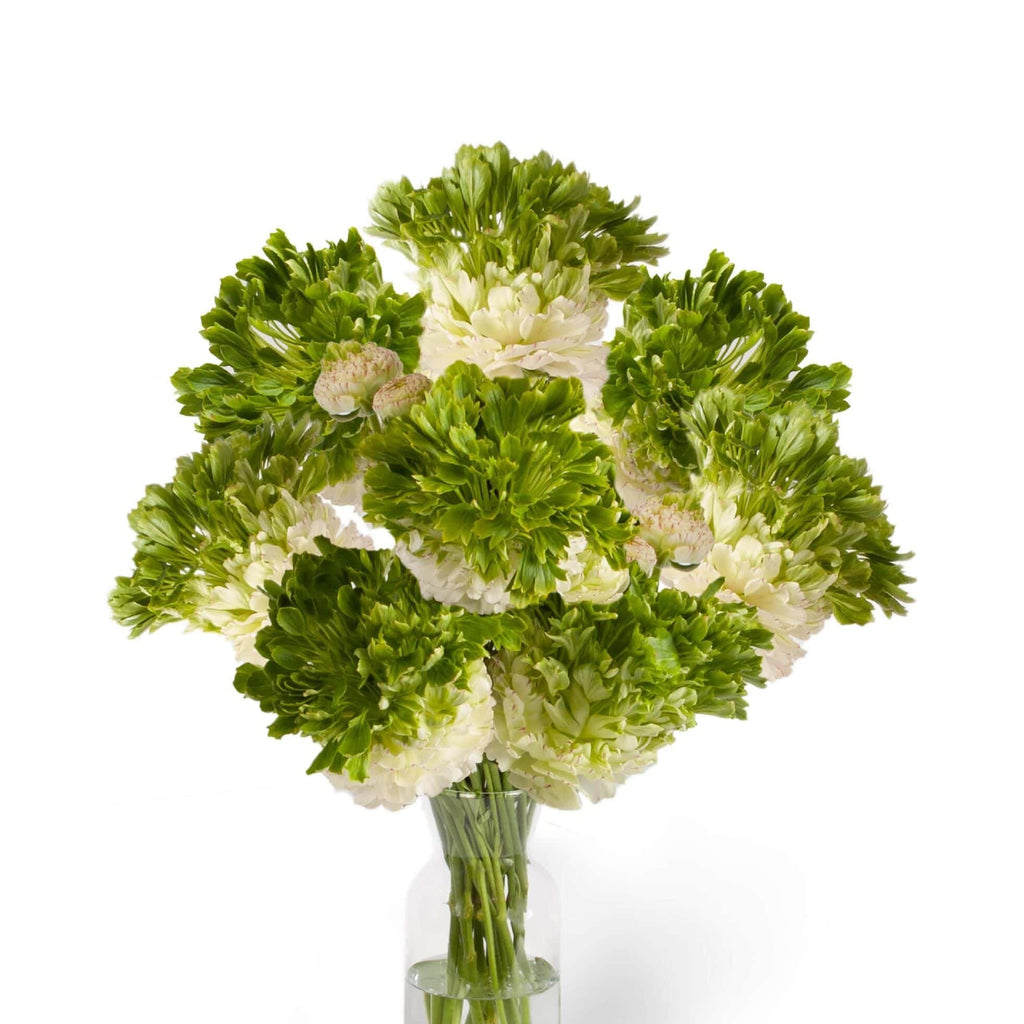 Bulbi de Ranunculus - Crown Giverny - 5 buc