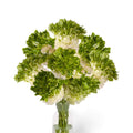 Bulbi de Ranunculus - Crown Giverny - 5 buc