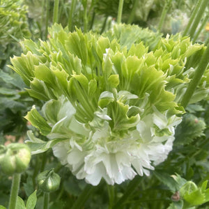 Bulbi de Ranunculus "Crown Giverny", 5 Bucati