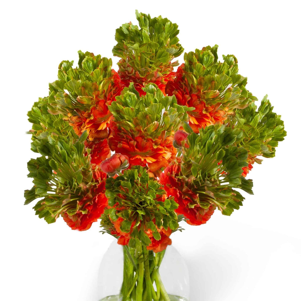 Bulbi de Ranunculus - Crown Nervion - 5 buc