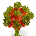 Bulbi de Ranunculus - Crown Nervion - 5 buc
