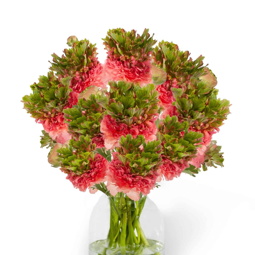 Bulbi de Ranunculus - Crown Sisteron - 5 buc