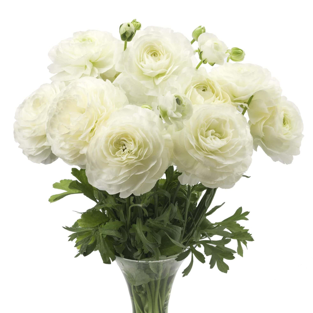 Bulbi de Ranunculus - Courchevel - 5 buc