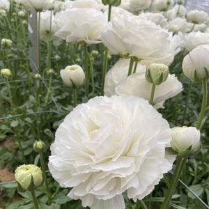 Bulbi de Ranunculus "Courchevel", 5 Bucati