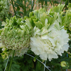 Bulbi de Ranunculus "Crown Giverny", 5 Bucati