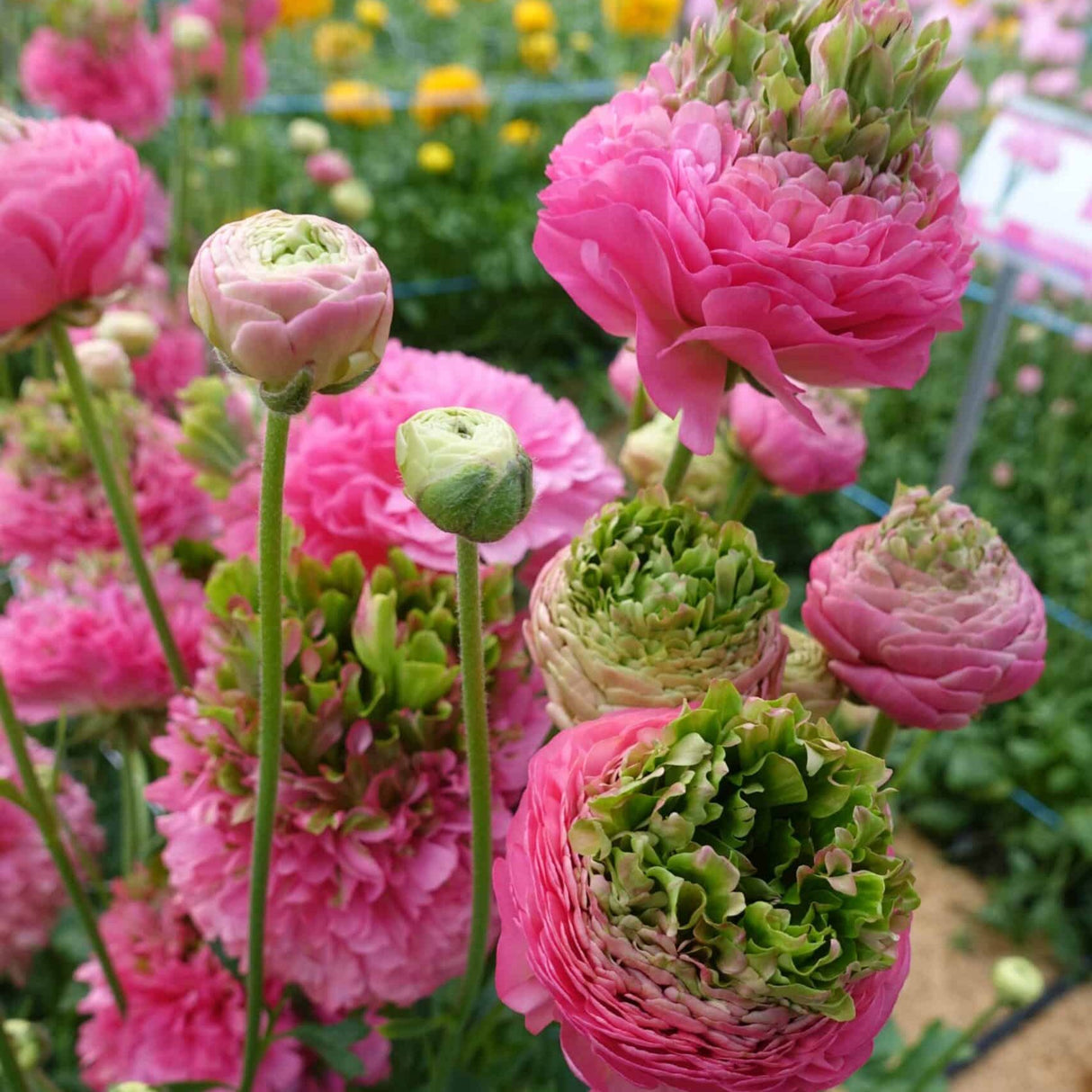 Bulbi de Ranunculus "Crown Sisteron", 5 Bucati