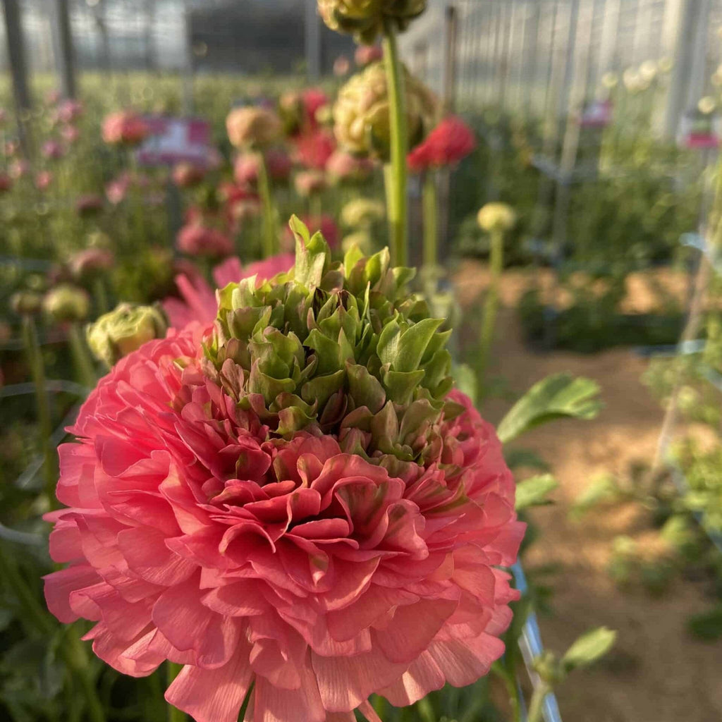 Bulbi de Ranunculus - Crown Sisteron - 5 buc