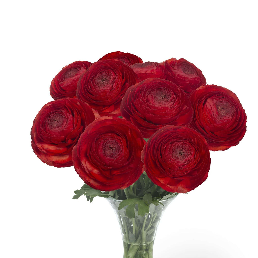 Bulbi de Ranunculus - Get Lucky - 5 buc