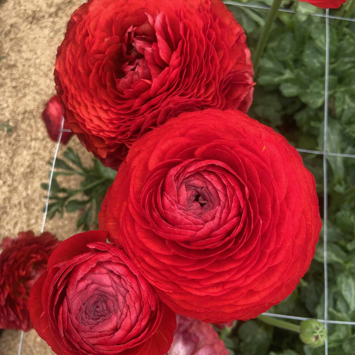 Bulbi de Ranunculus "Get Lucky", 5 Bucati