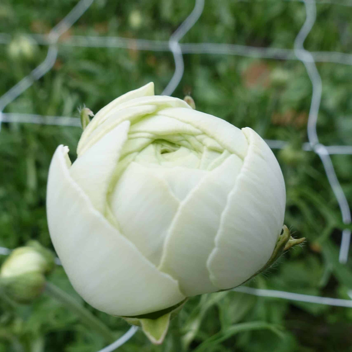 Bulbi de Ranunculus "Grenoble", 5 Bucata