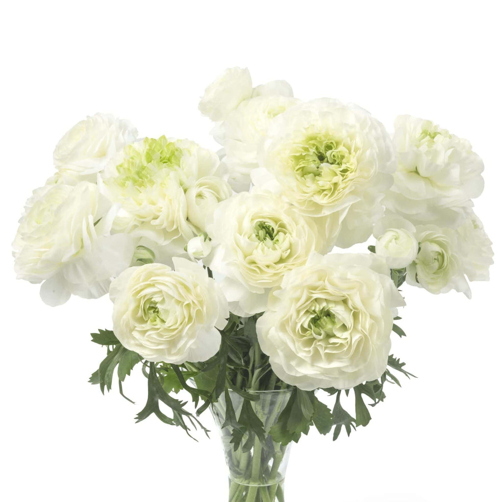 Bulbi de Ranunculus - Grenoble - 5 buc