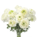 Bulbi de Ranunculus - Grenoble - 5 buc