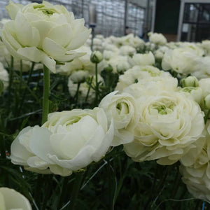 Bulbi de Ranunculus "Grenoble", 5 Bucata