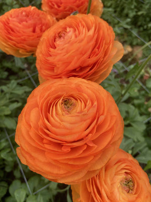 Bulbi de Ranunculus "Honfleur", 5 Bucati