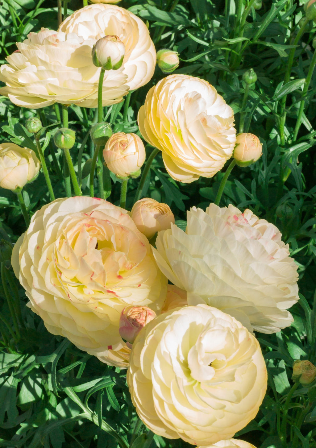 Bulbi de Ranunculus - Hydra - 5 buc