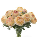 Bulbi de Ranunculus - Hydra - 5 buc