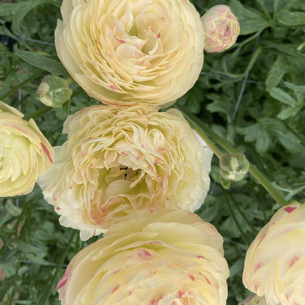Bulbi de Ranunculus - Hydra - 5 buc