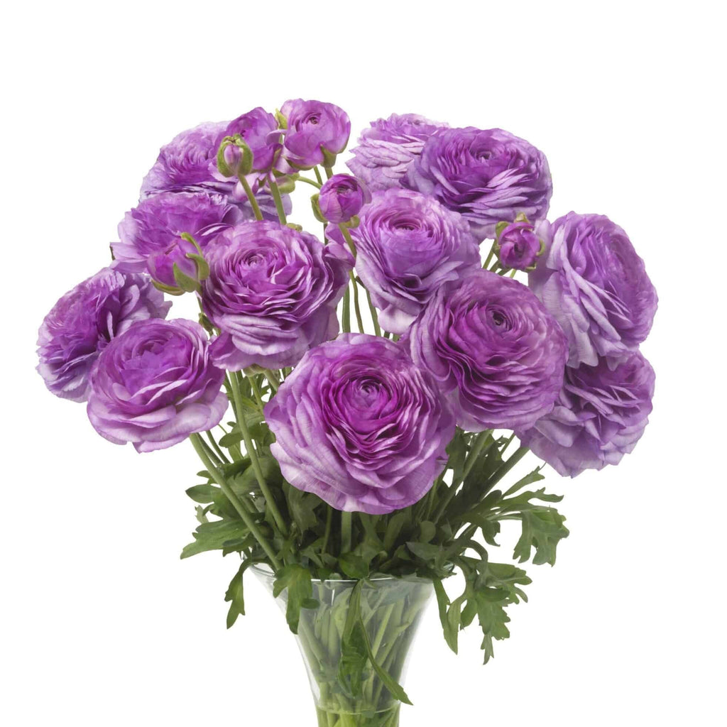 Bulbi de Ranunculus - Loubeyres - 5 buc