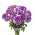 Bulbi de Ranunculus - Loubeyres - 5 buc