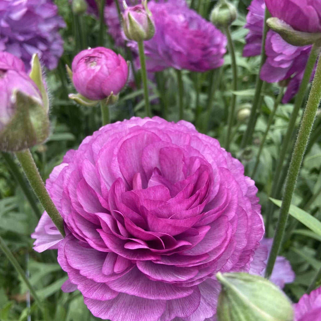 Bulbi de Ranunculus - Cottun - 5 buc