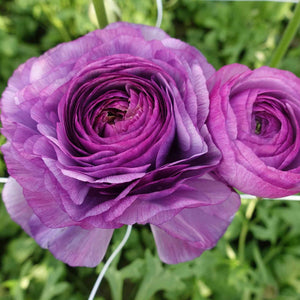 Bulbi de Ranunculus "Loubeyres", 5 Bucati