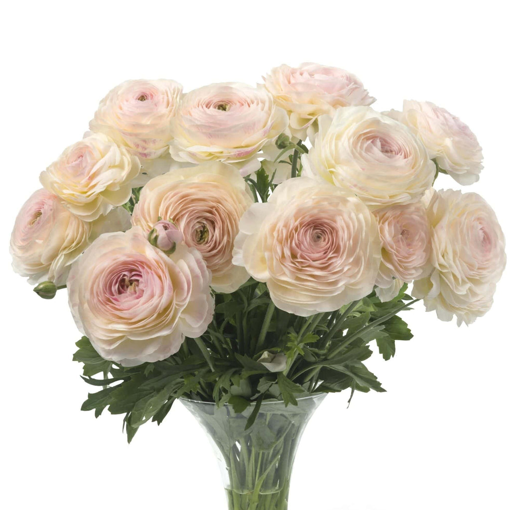 Bulbi de Ranunculus - Maritime - 5 buc