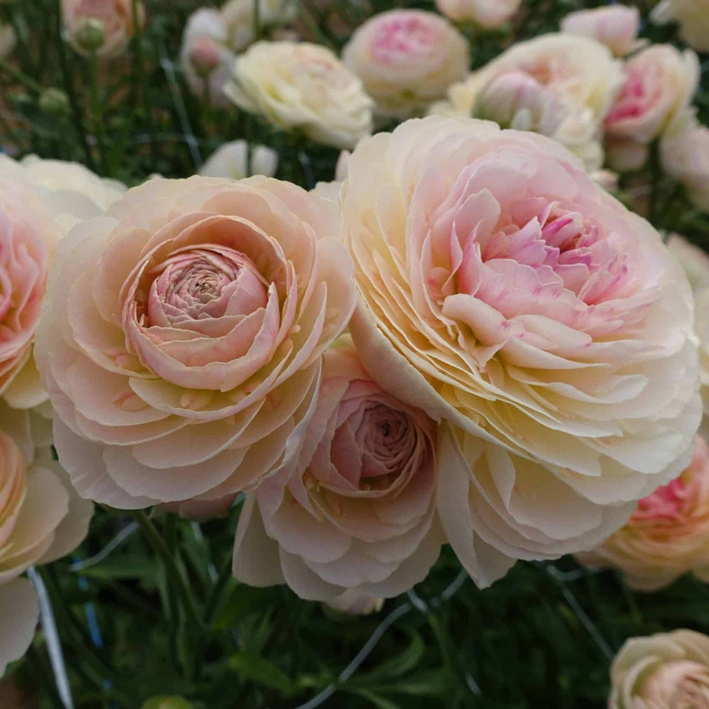 Bulbi de Ranunculus - Maritime - 5 buc
