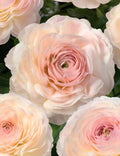 Bulbi de Ranunculus - Maritime - 5 buc