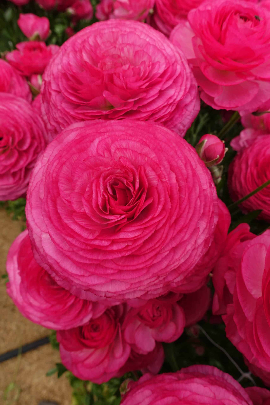 Bulbi de Ranunculus - Mercury - 5 buc