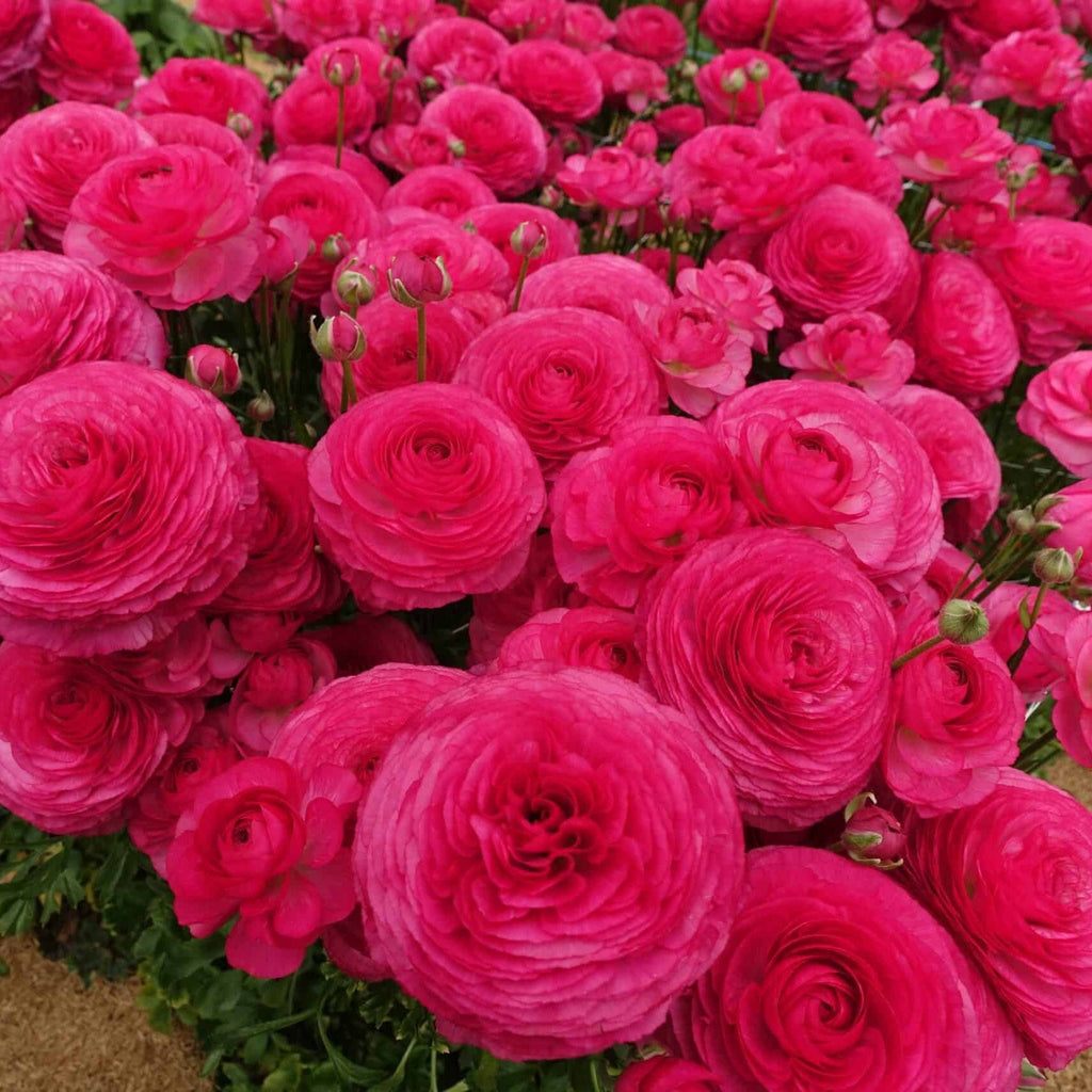 Bulbi de Ranunculus - Mercury - 5 buc