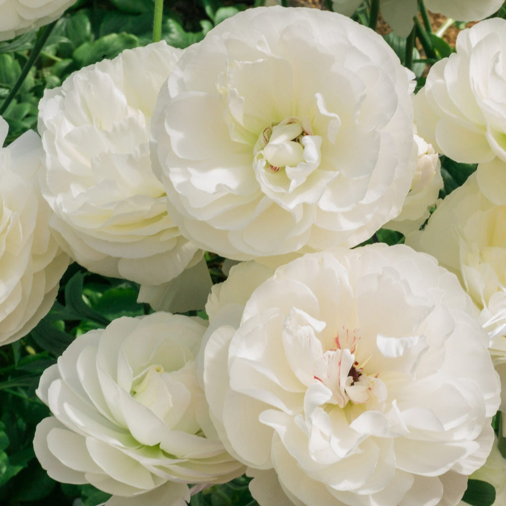 Bulbi de Ranunculus - Montenvers - 5 buc