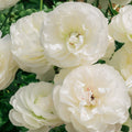 Bulbi de Ranunculus - Montenvers - 5 buc