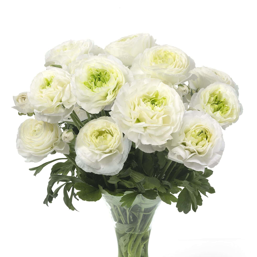 Bulbi de Ranunculus - Montenvers - 5 buc