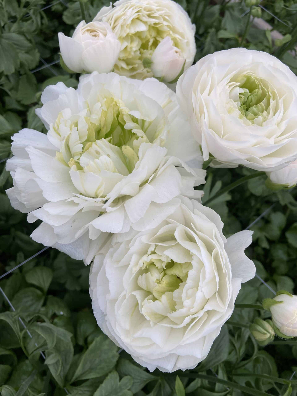 Bulbi de Ranunculus - Montenvers - 5 buc