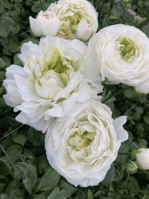 Bulbi de Ranunculus "Montenvers", 5 Bucati