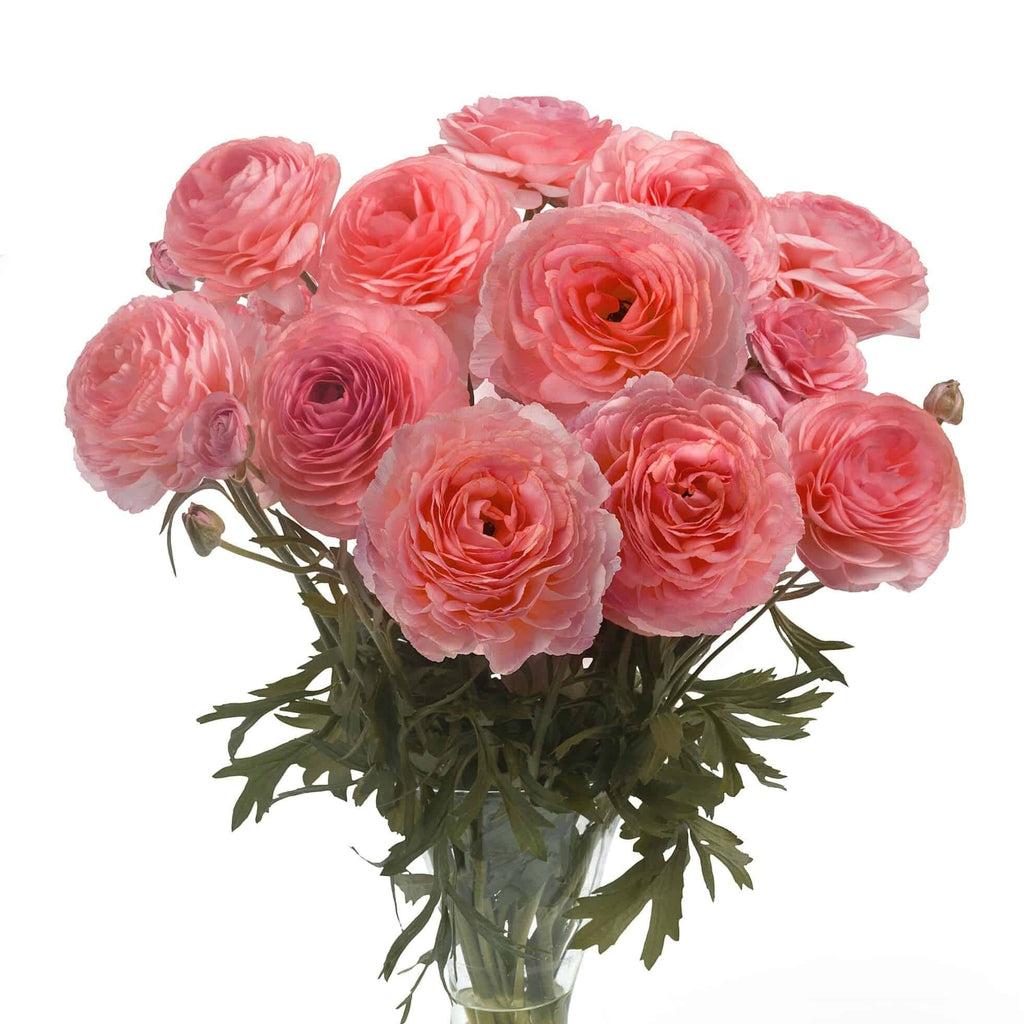 Bulbi de Ranunculus - Nohant - 5 buc