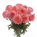 Bulbi de Ranunculus - Nohant - 5 buc