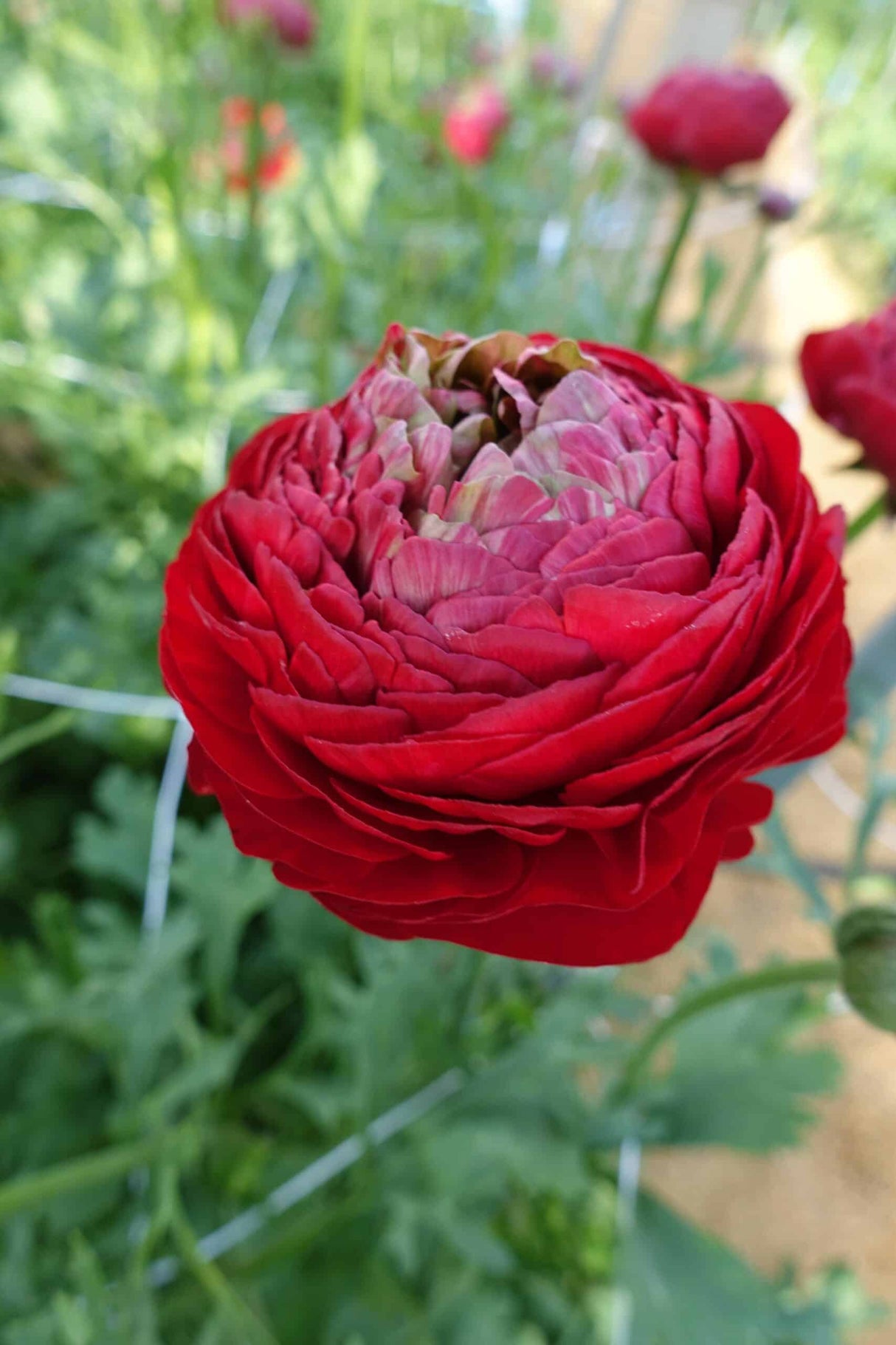 Bulbi de Ranunculus "Odon", 5 Bucati