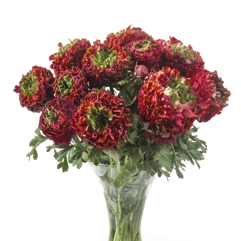 Bulbi de Ranunculus - Odon - 5 buc