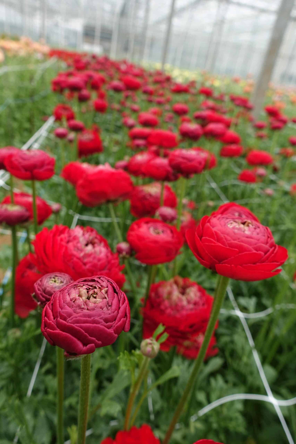 Bulbi de Ranunculus - Odon - 5 buc