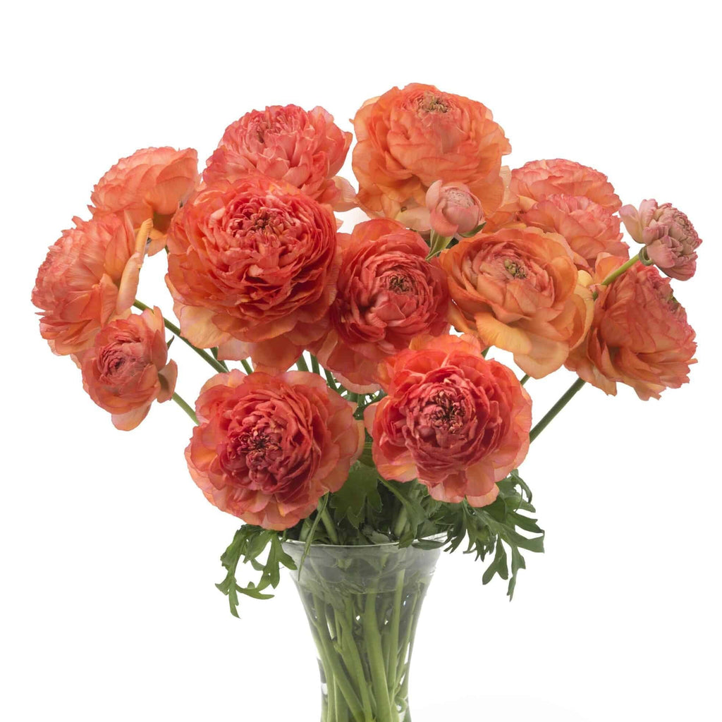 Bulbi de Ranunculus - Paradou - 5 buc