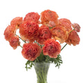 Bulbi de Ranunculus - Paradou - 5 buc