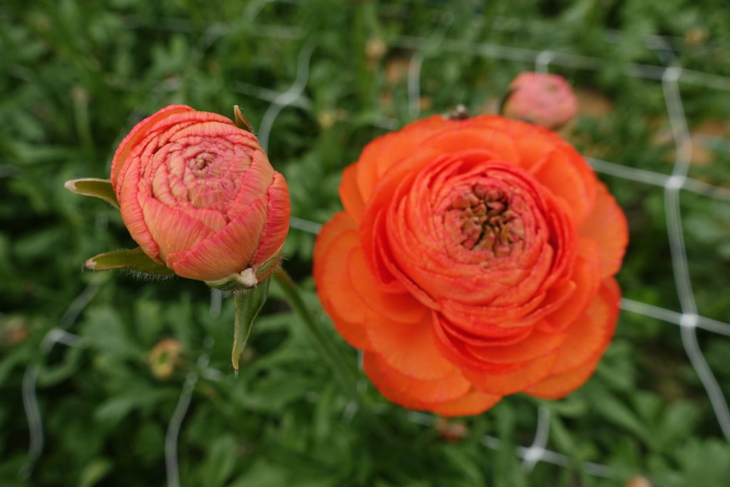 Bulbi de Ranunculus "Paradou", 5 Bucati