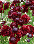 Bulbi de Ranunculus - Perigord - 5 buc