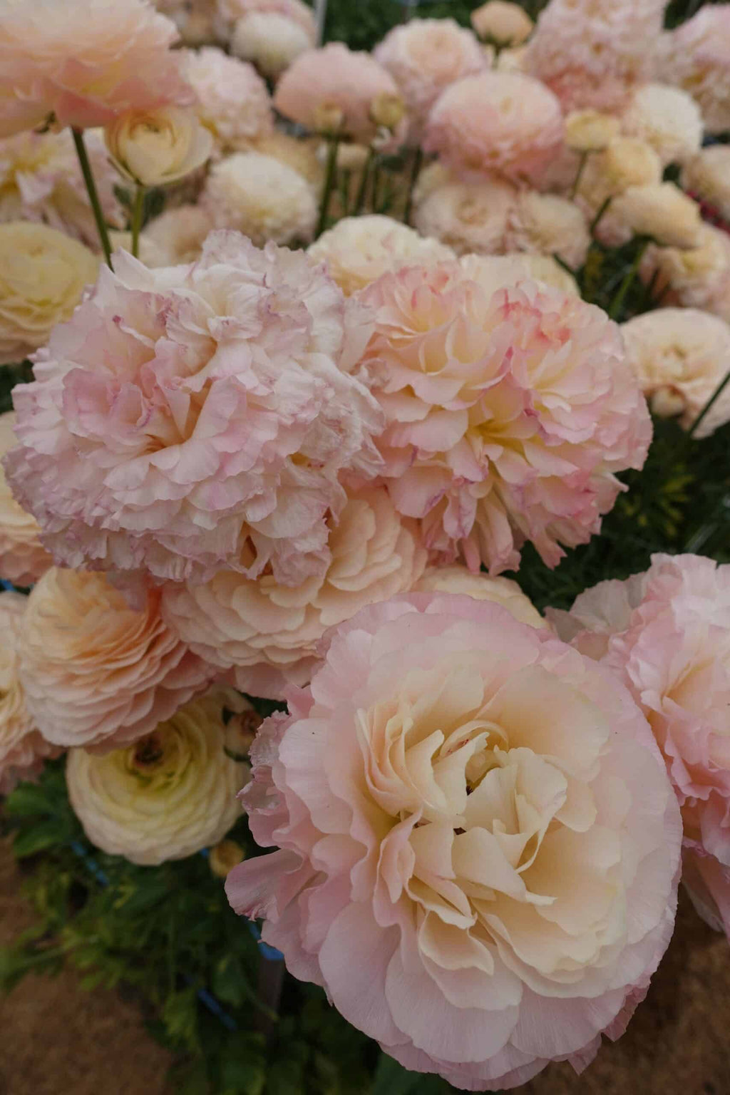 Bulbi de Ranunculus - Plage - 5 buc