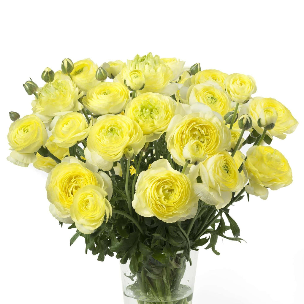 Bulbi de Ranunculus - Quimper - 5 buc