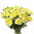 Bulbi de Ranunculus - Quimper - 5 buc
