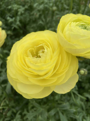 Bulbi de Ranunculus "Quimper", 5 Bucati