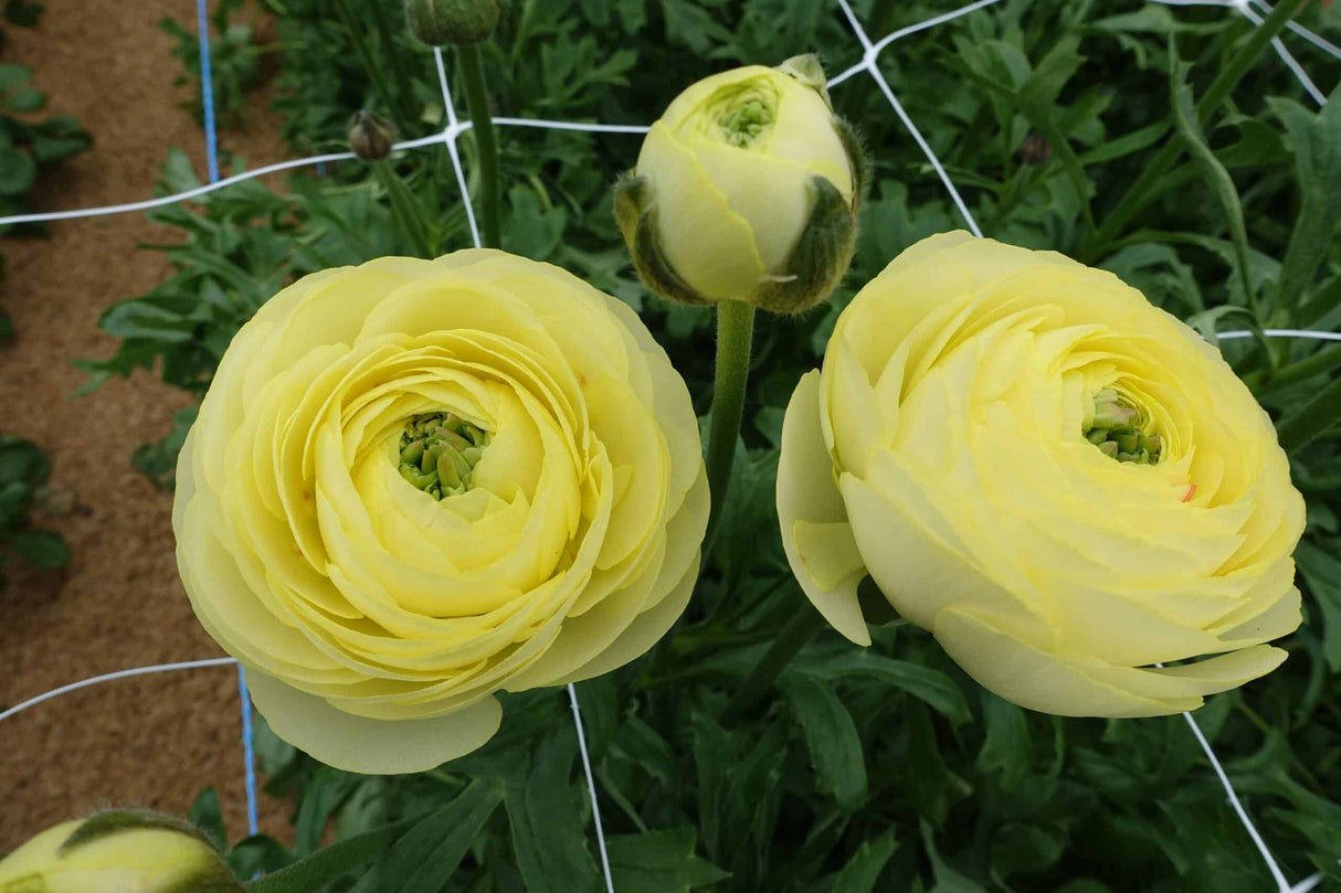 Bulbi de Ranunculus "Quimper", 5 Bucati